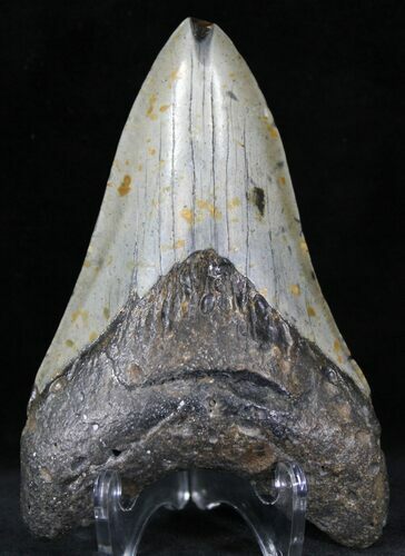 Bargain Megalodon Tooth - North Carolina #22948